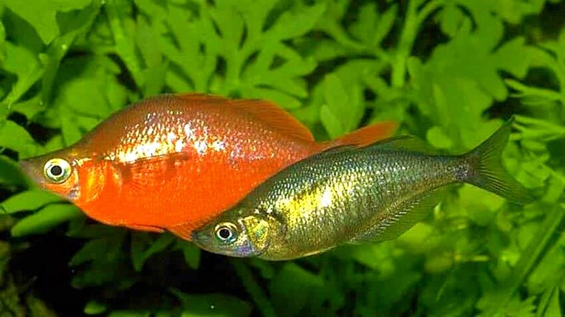 Красный глоссолепис (G incisus) самец и самка, пара, разница