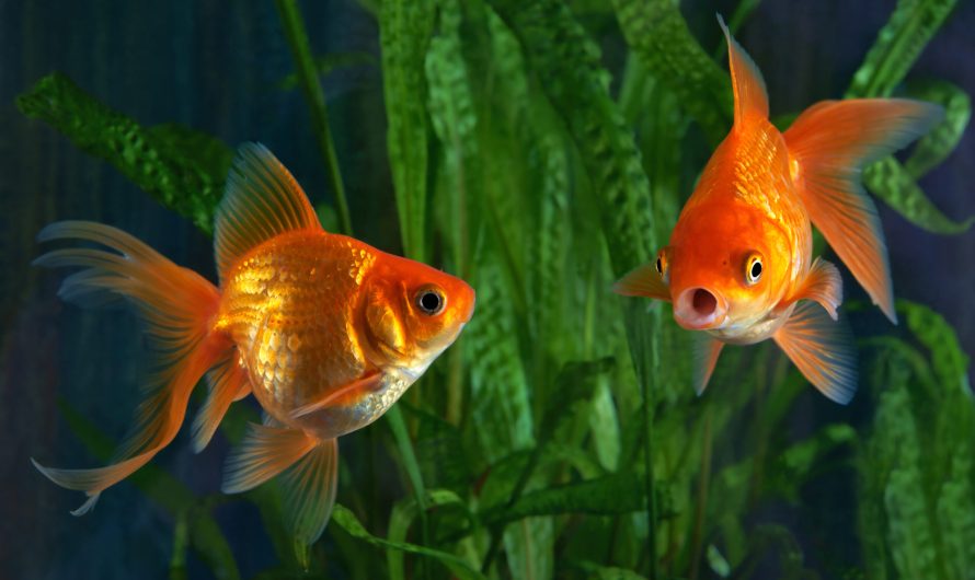 Золотая рыбка: история, уход и содержание, размножение