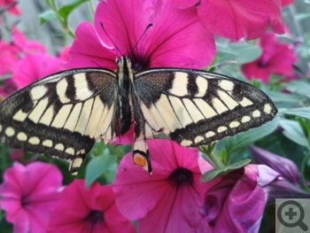 Выращивание бабочек в домашних условиях. Можно ли вырастить бабочку в домашних условиях самостоятельно. Наблюдать за куколкой и вылуплением бабочек с детьми - это личный опыт.