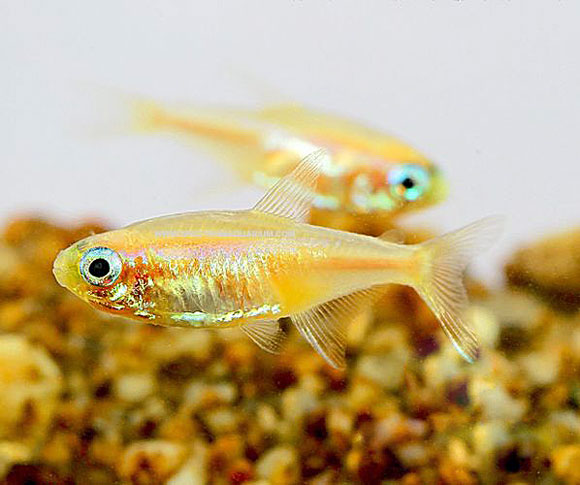 Неоновая золотая рыбка