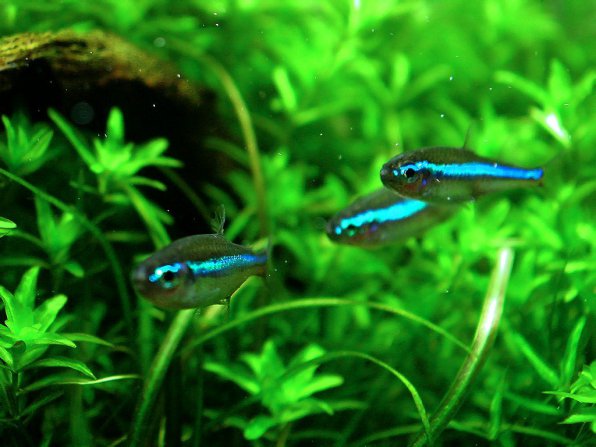 Неоновая синяя рыба