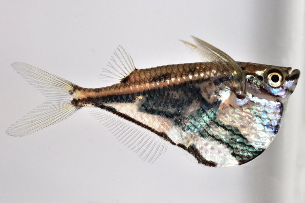 Фото топорик из рыбы или мраморного карнегиеллы