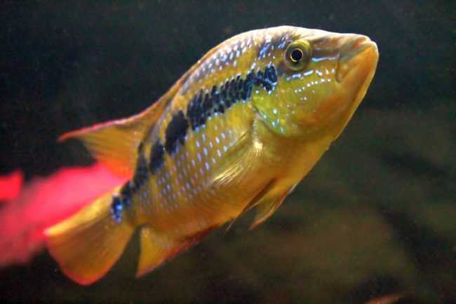 Cichlazoma salvini может жить только с рыбами того же вида или полностью в одиночку