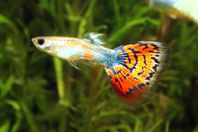Гуппи - самые популярные аквариумные рыбки