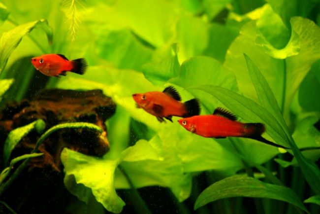 Мечник - пожалуй, вторая по популярности аквариумная рыбка после гуппи 