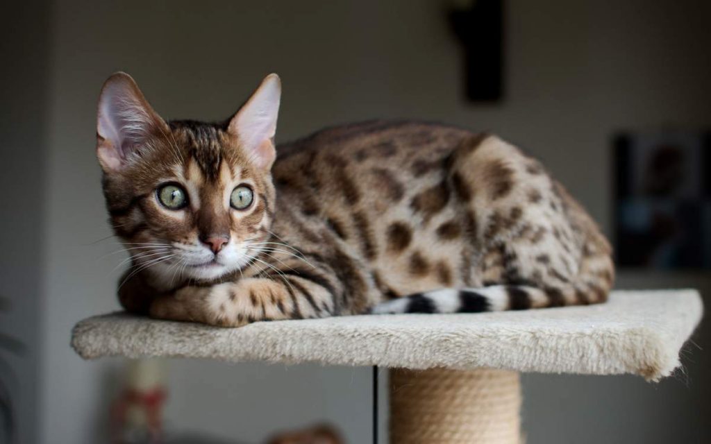 Бенгалия - межродовой гибрид домашней и настоящей бенгальской кошки.