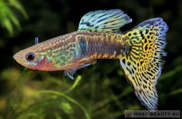 Самые красивые аквариумные рыбки: Poecilia reticulata