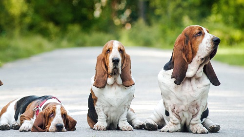 24 более скромные породы собак: от маленьких до гигантских, чтобы держать их в квартире и дома