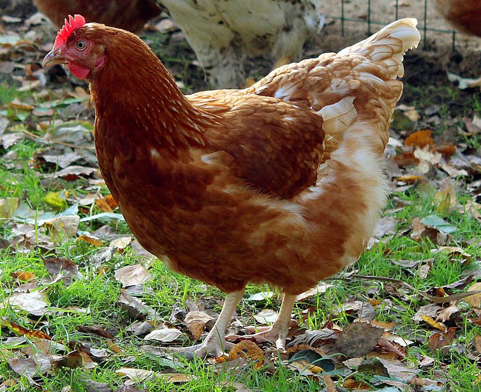 курица-несушка Ломан Браун