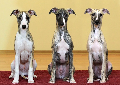 24 более скромные породы собак: от маленьких до гигантских, чтобы держать их в квартире и дома