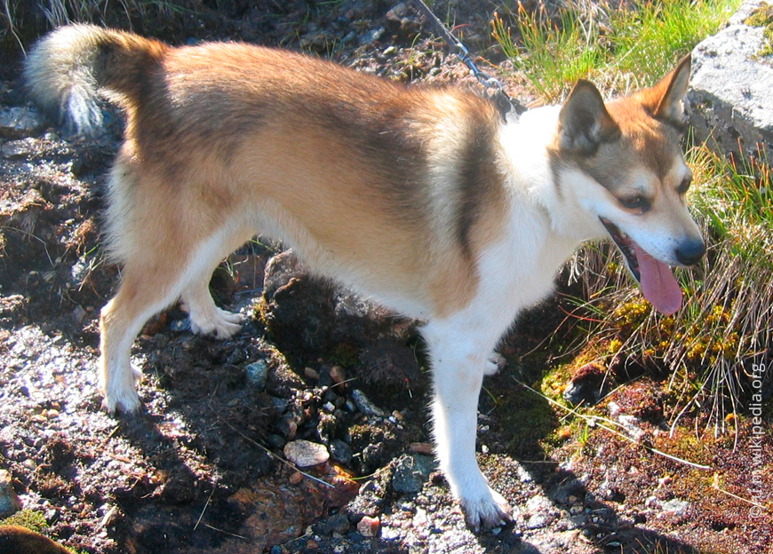 Норвежский-lundehund