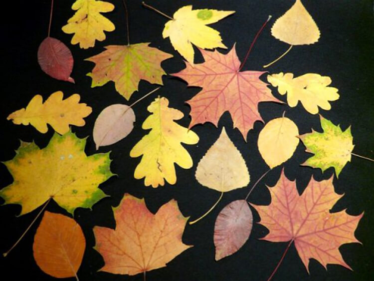 Что можно сделать из сухих осенних листьев: варианты с фото поделки с детками из сухих список ev 11