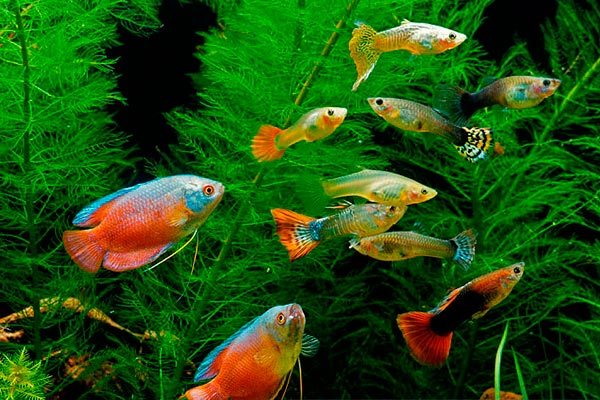 какие рыбы могут жить с гуппи в одном аквариуме