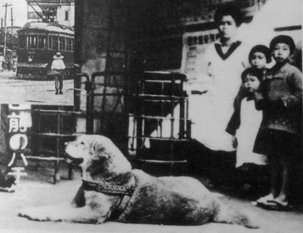 Историческое фото породы собак акита-ину