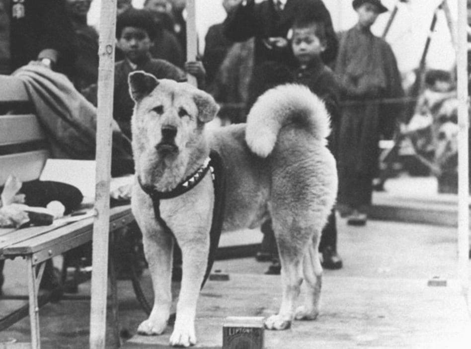 Историческое фото породы собак акита-ину