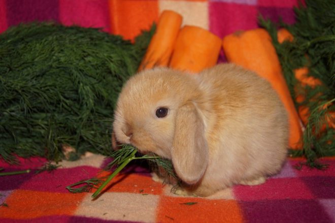 Кролик ест укроп