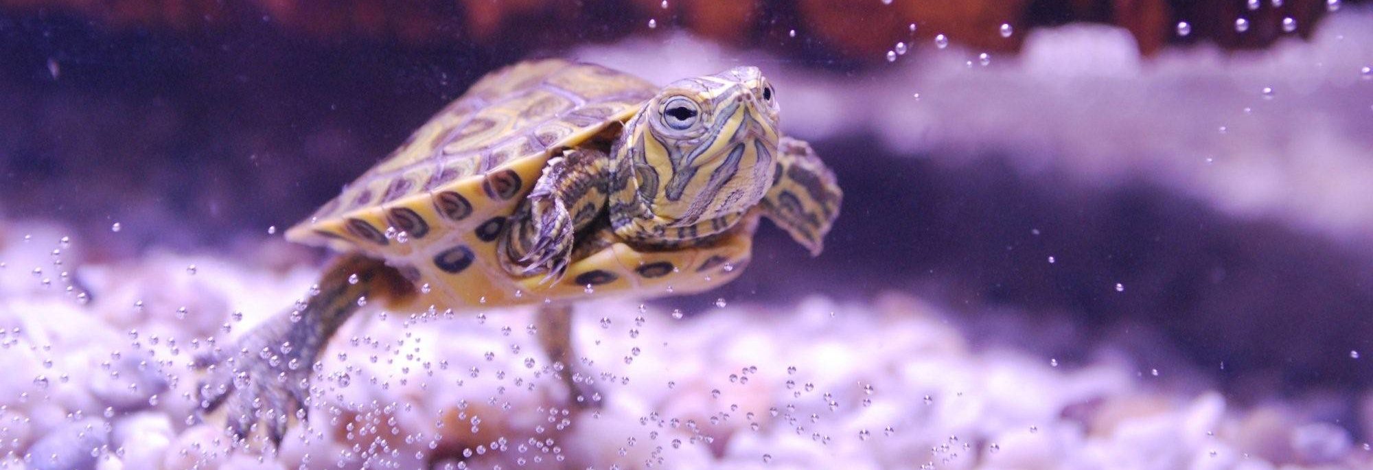 водные черепахи