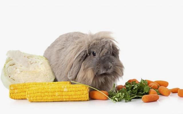 Зимний рацион для домашних кроликов - сочная еда