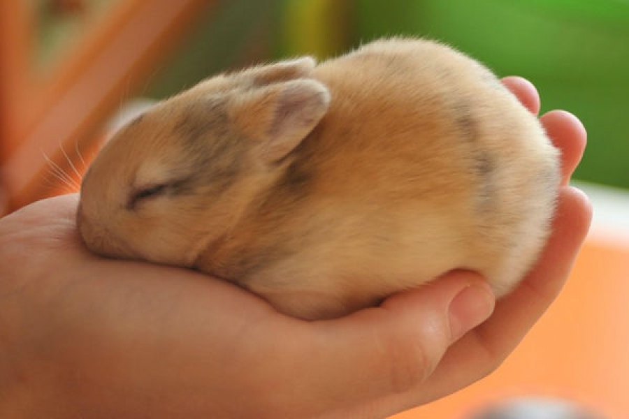 Кролик в руке