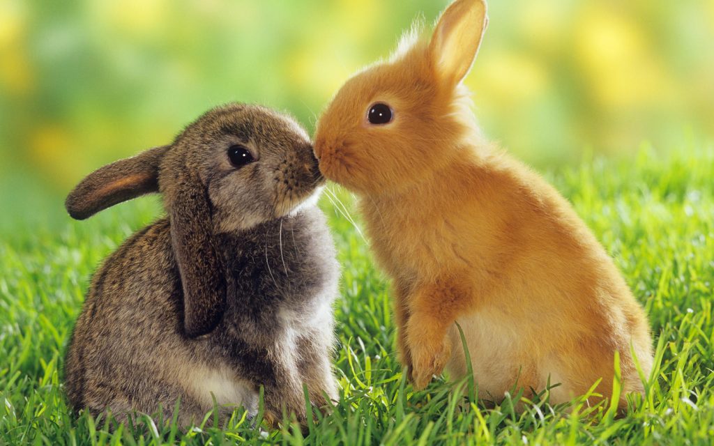 Зайчик и кролик