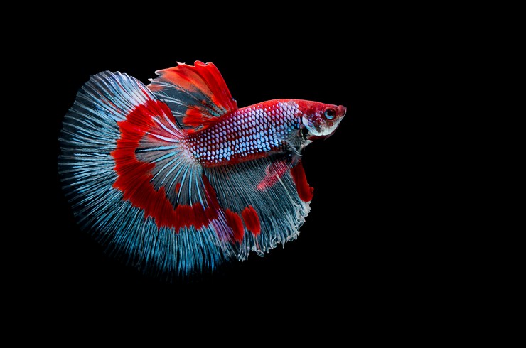 ТОП-20 самых красивых аквариумных рыбок: фото и названия
